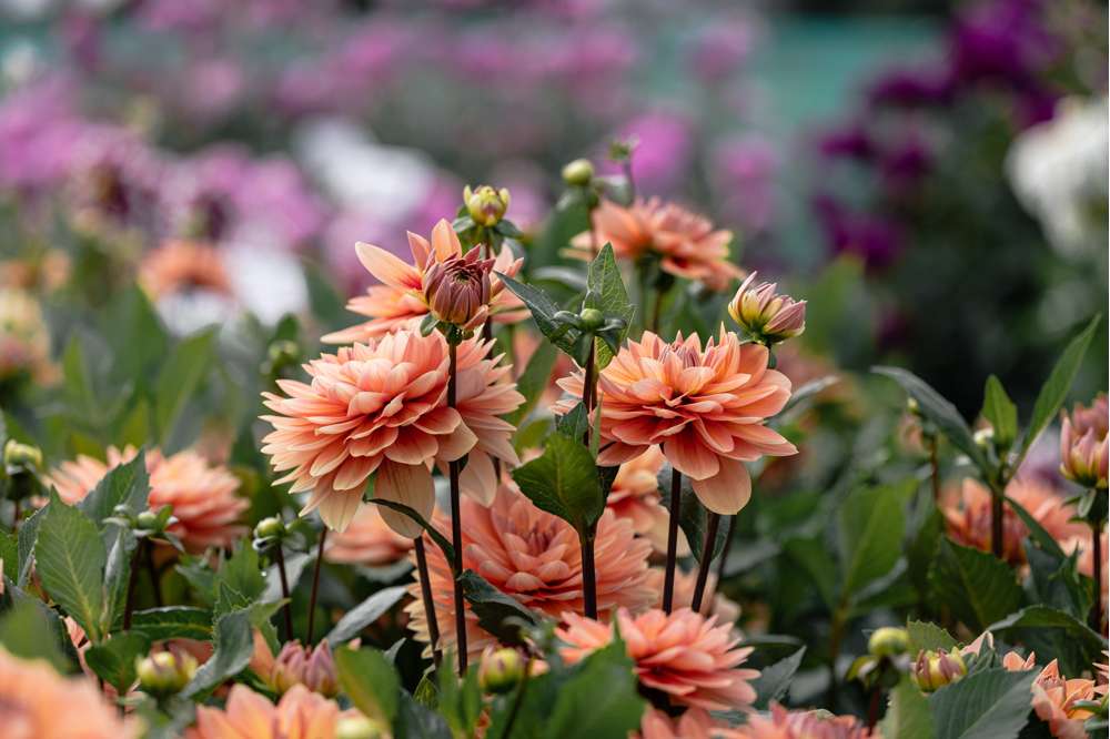 Dahlia 'Nicholas'
